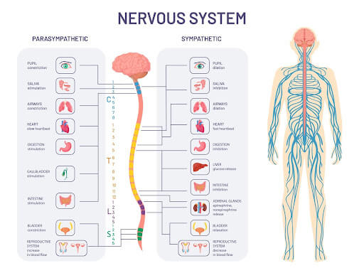 Chiropractic Improves Health, Wellness